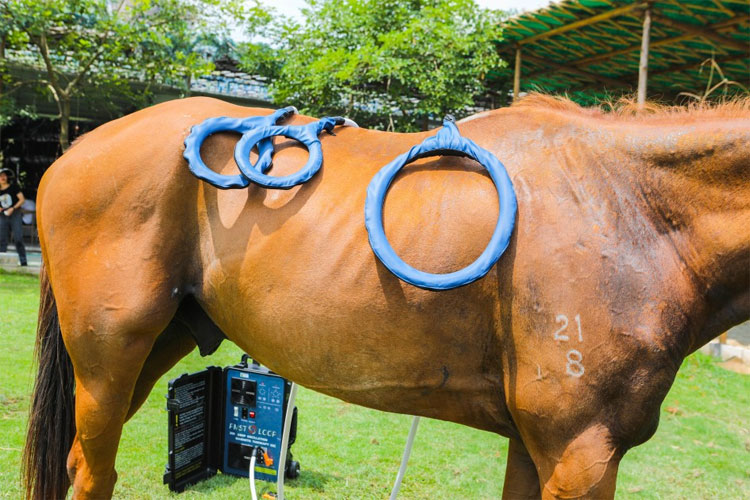 pemf machine for horses