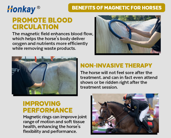Equine PEMF Magnetic Therapy Machine