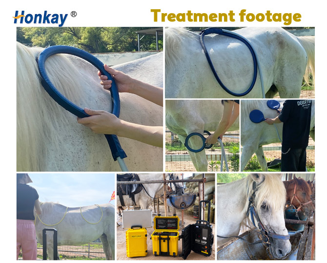 Equine PEMF Magnetic Therapy device