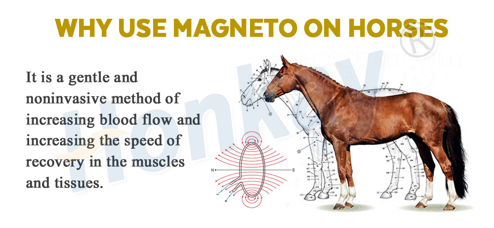 Equine PEMF Magnetotherapy equipment
