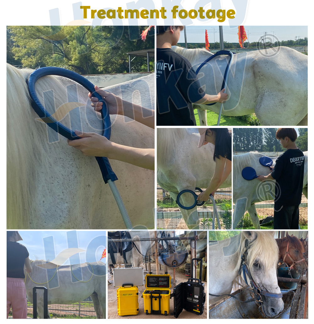 Equine PEMF Recovery Therapy equipment