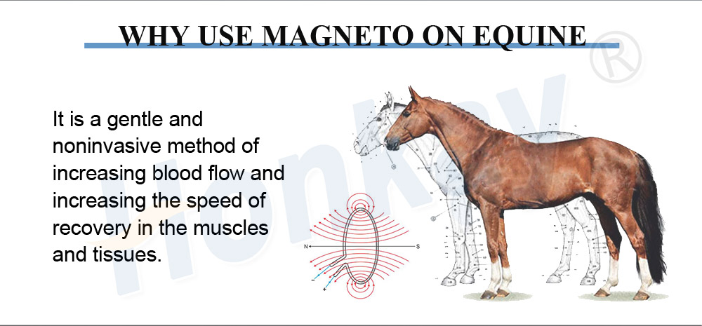 animal pemf magnetic recovery equipment