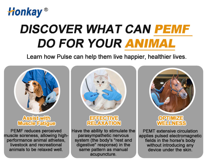 Non invasive magnetic therapy for animal