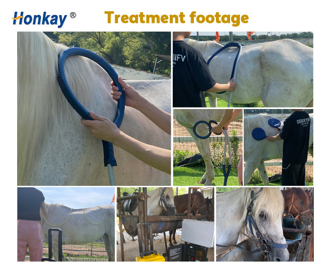 equine pemf machine for sale