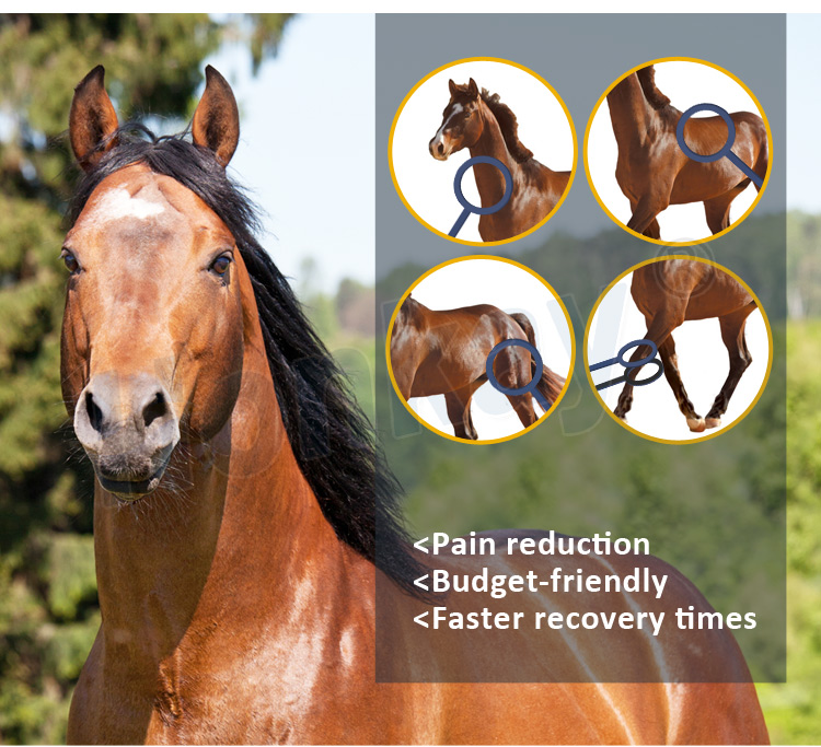 pemf loop machine for horses