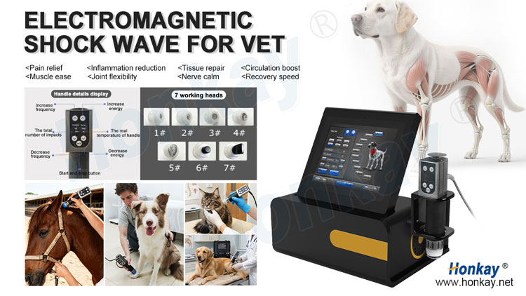 animal Rehabilitation Shockwave Equipment