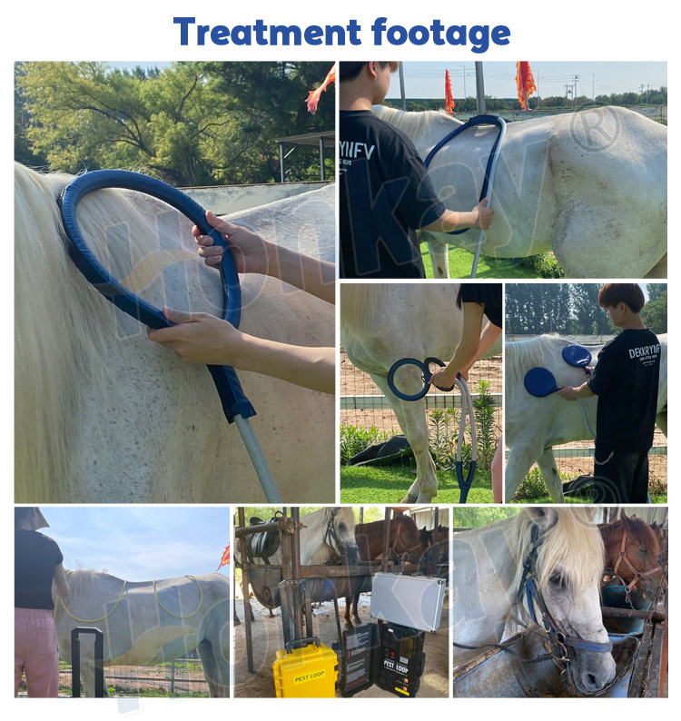 pemf machine for horses